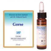 Fm 13 Gorse 10 ml Fm 13 Gorse 10 ml